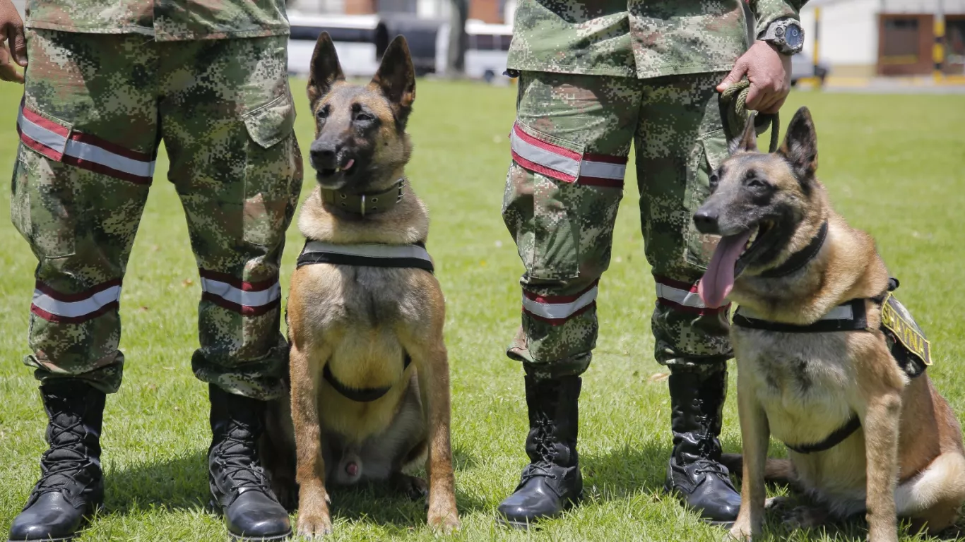 PERROS DE EJÉRCITO