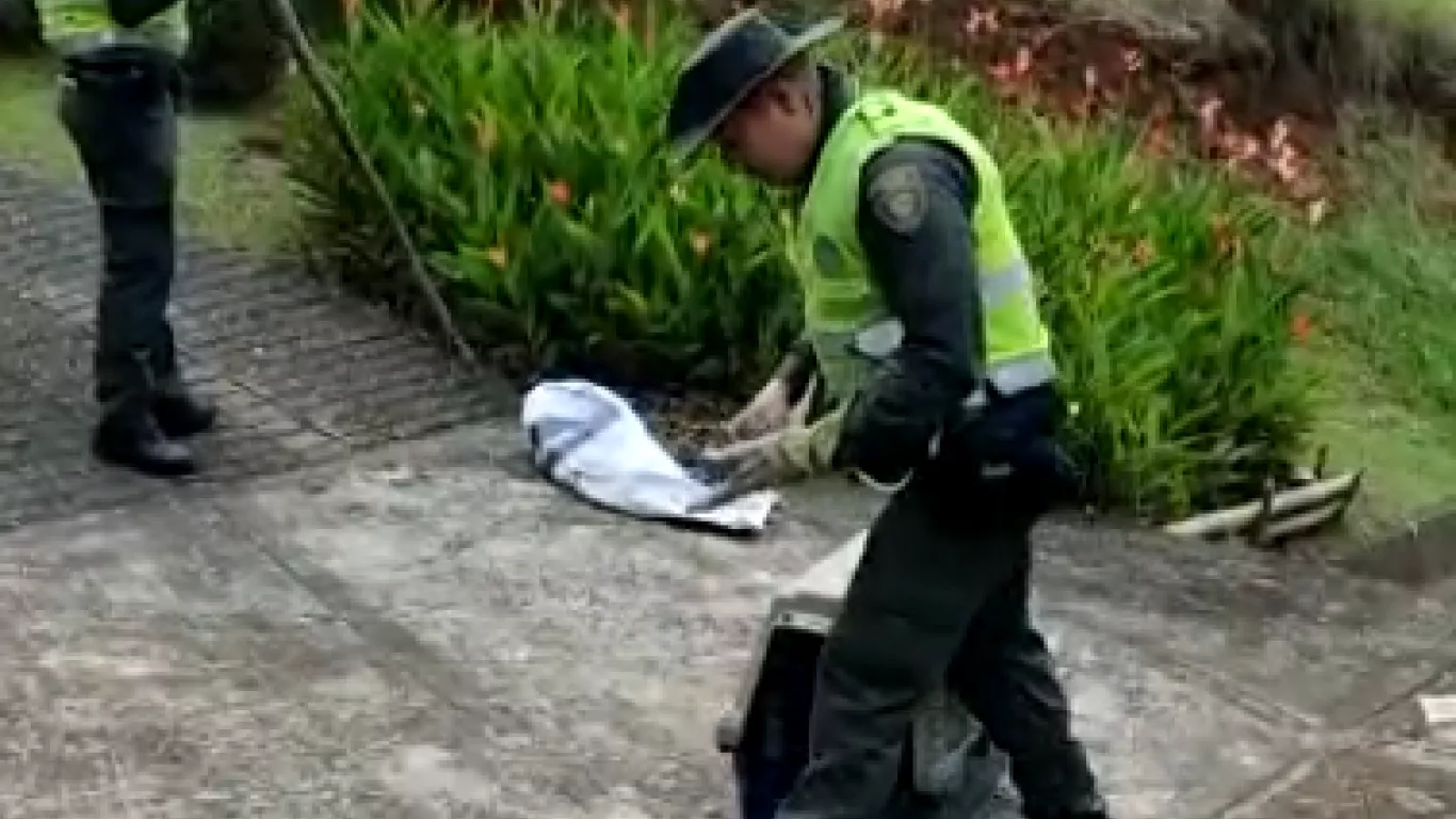 Policía rescata cuatro serpientes boas constrictor en Jamundí y Cali