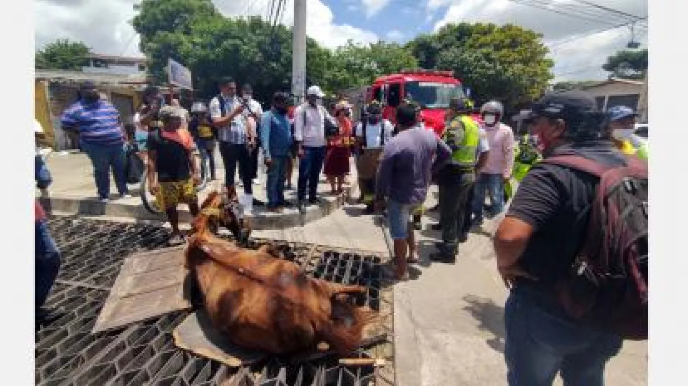 caballo atrapado barranquilla