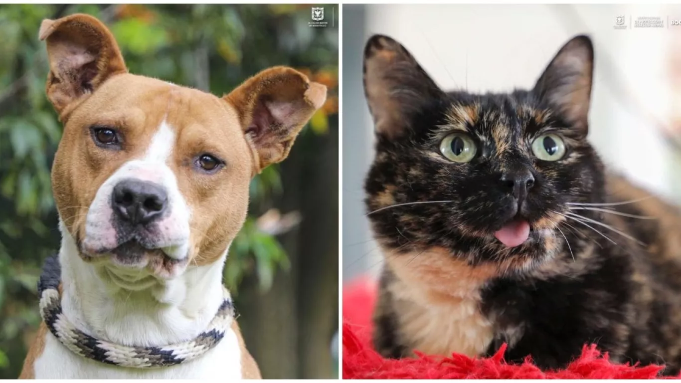 perros y gatos