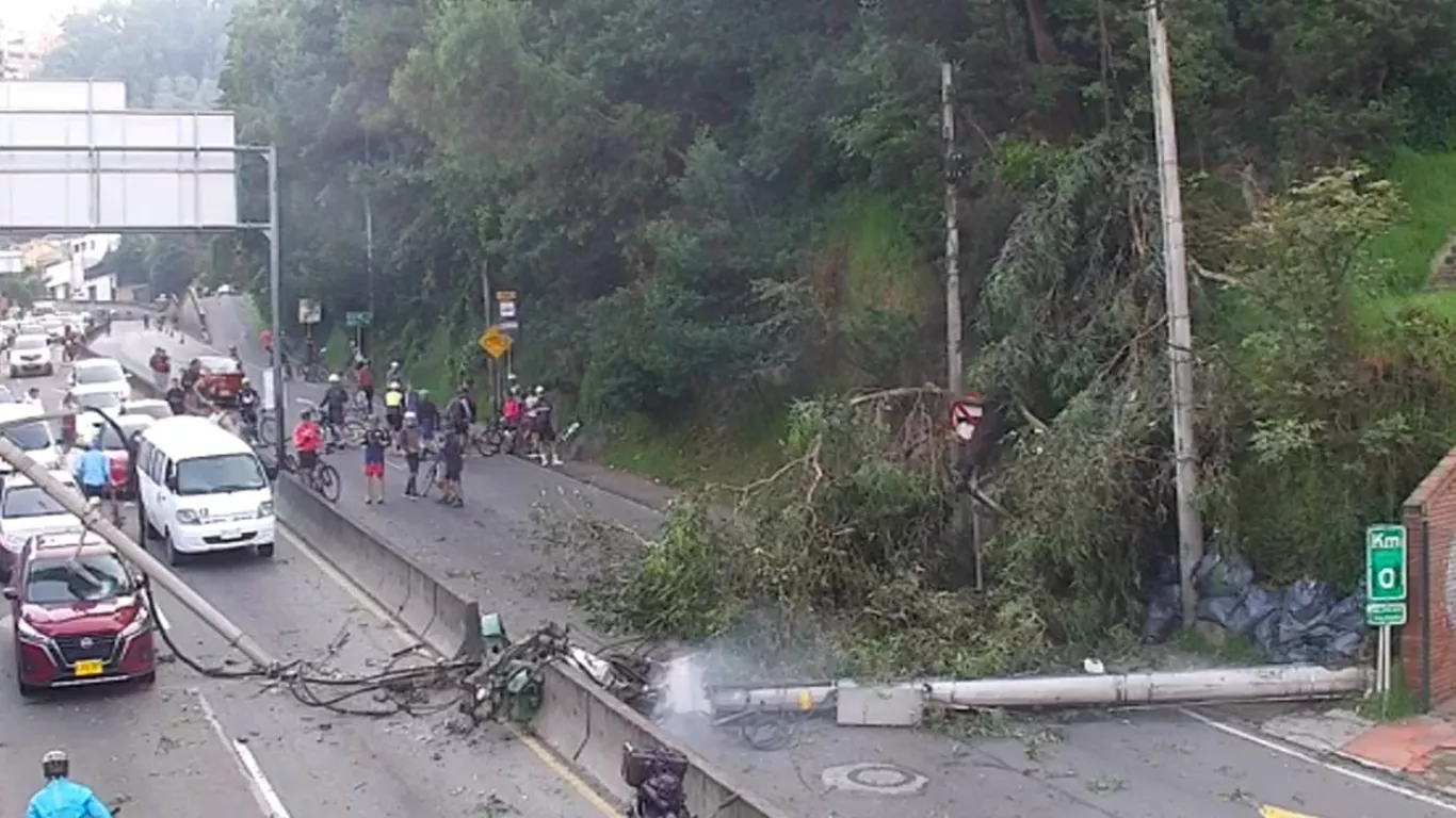 ÁRBOL CAÍDO BOGOTÁ