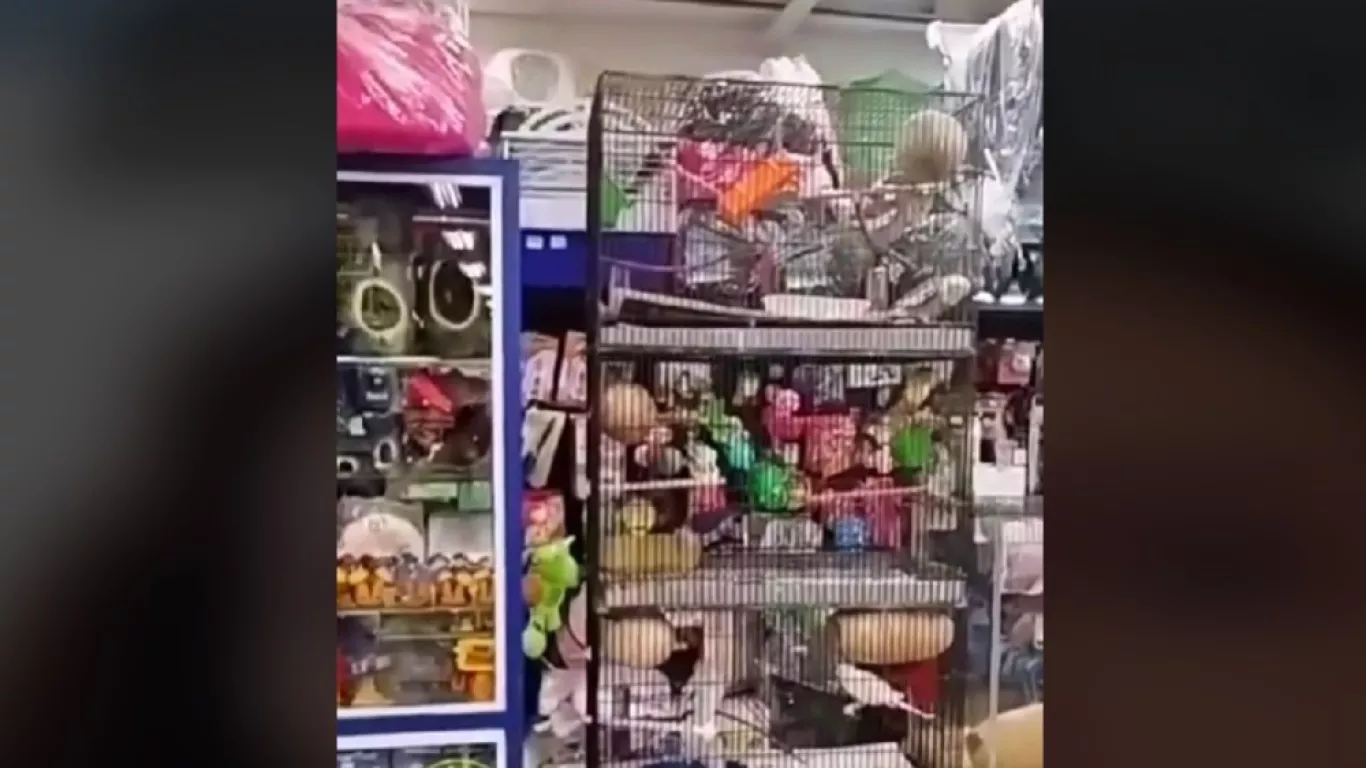 Animales tres elefantes