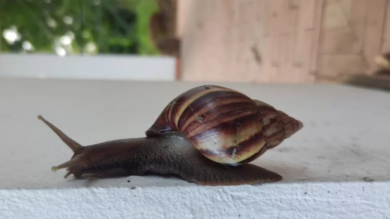 caracol africano