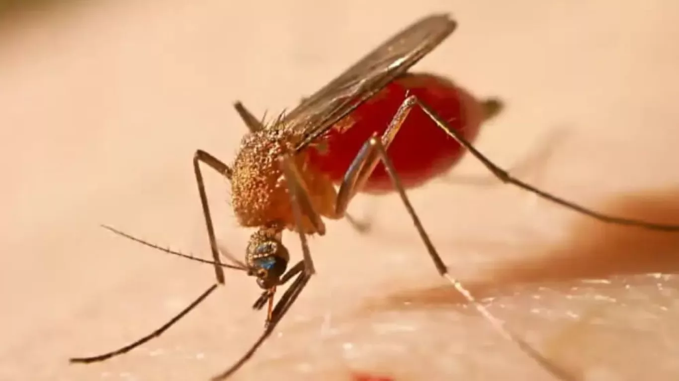 mosquito fiebre amarilla