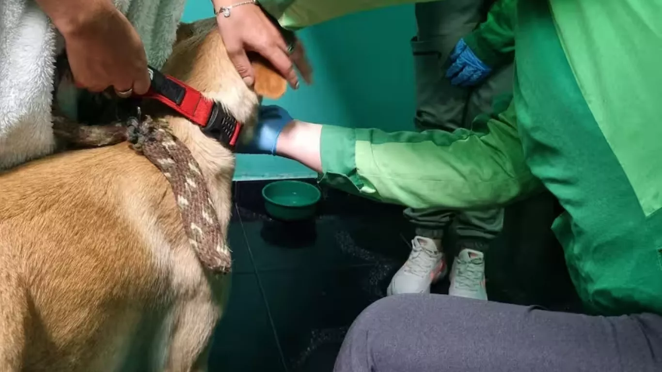  guardería Fortaleza Animal maltrato