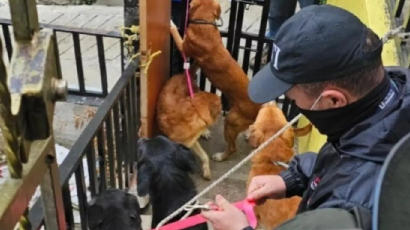  judicializan a dueños de perros por abandonarlos