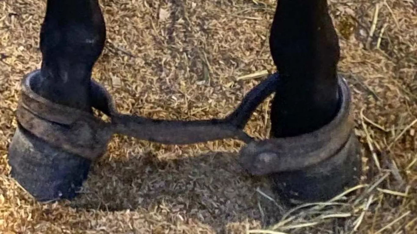 maltrato animal en Agro Expo
