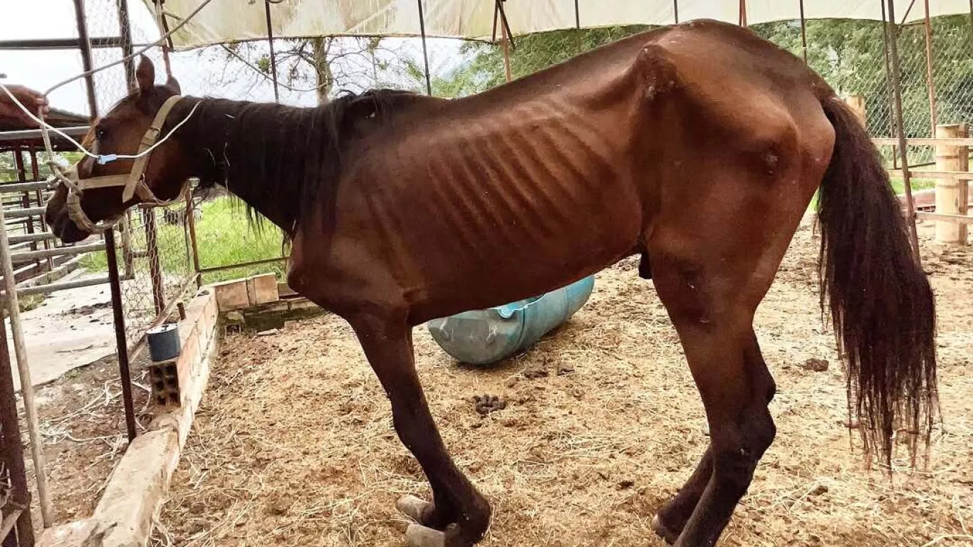 caballo-rescatado-jhonny-rivera