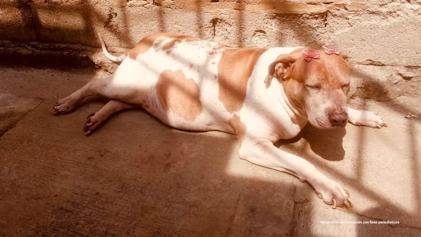 redada-contra-maltrato-animal