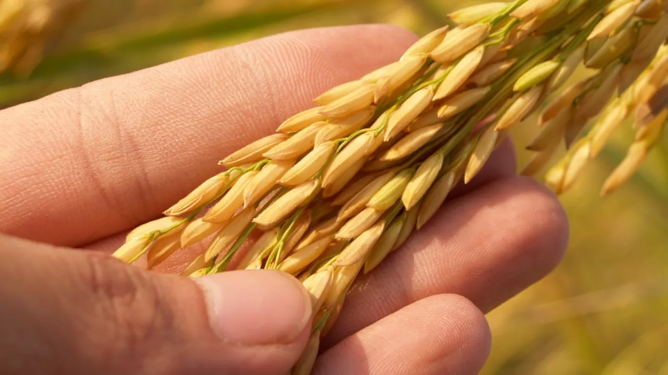 arroz cultivo