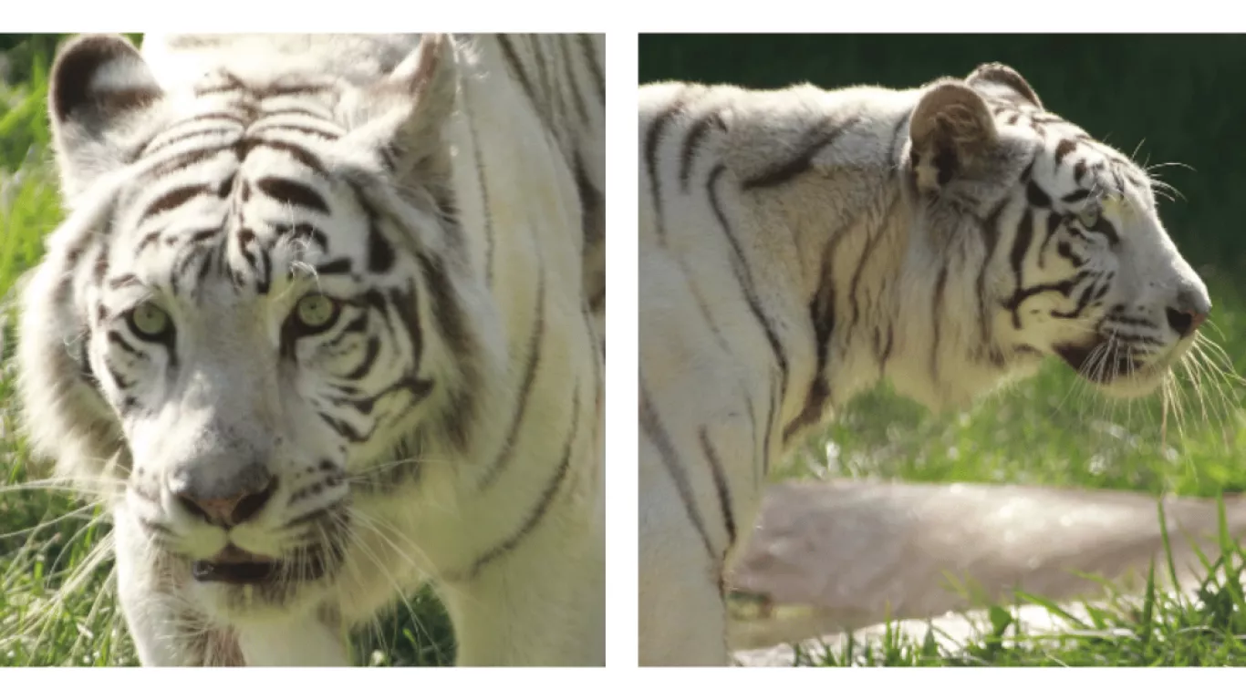 tigresa-bengala-cali