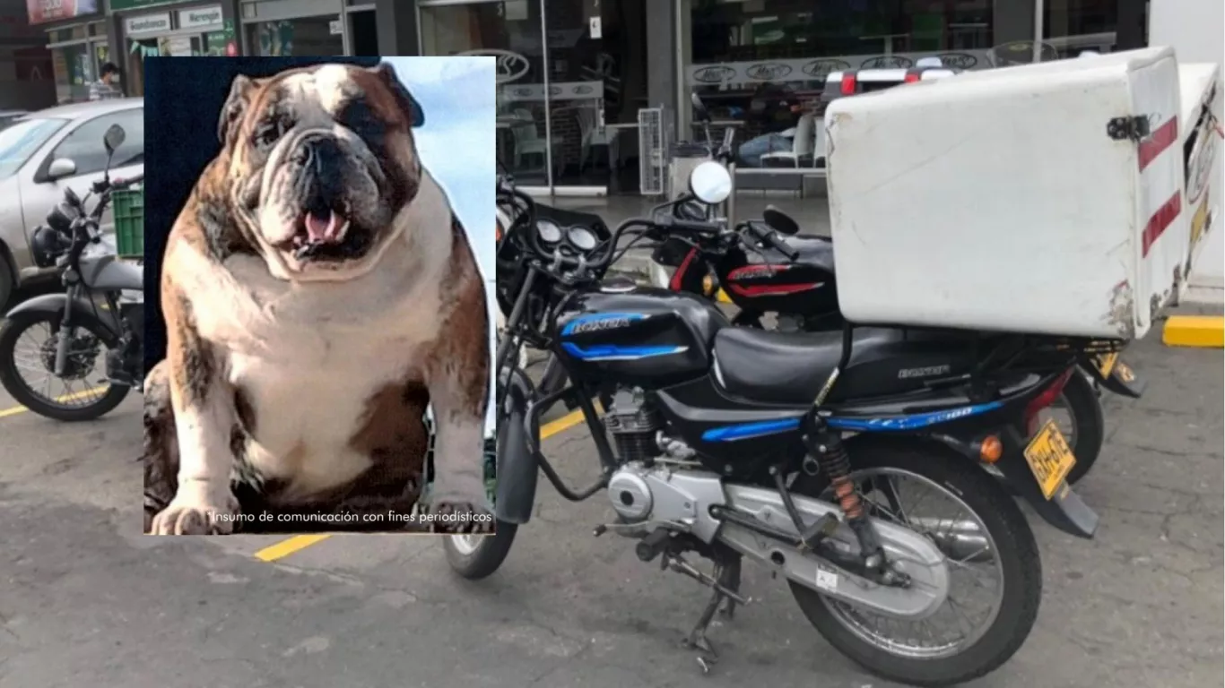 Un bulldog llamado ‘Mox’ resultó ser la víctima fatal del suceso.