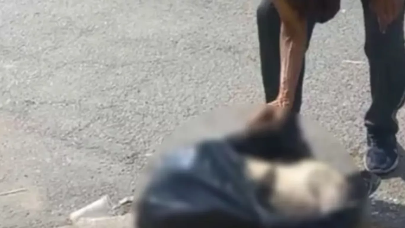 cabra-decapitda-cali