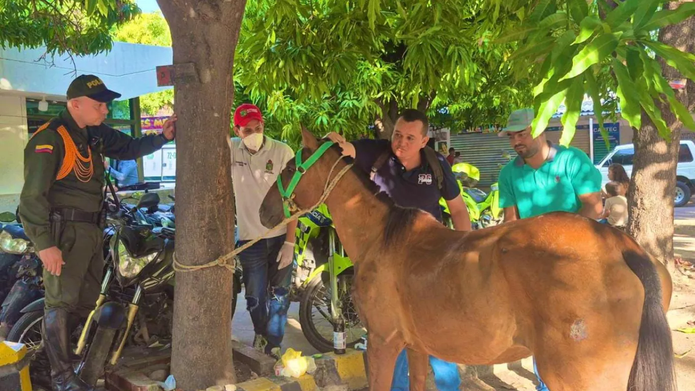 Conductor capturado por maltrato a caballo. 