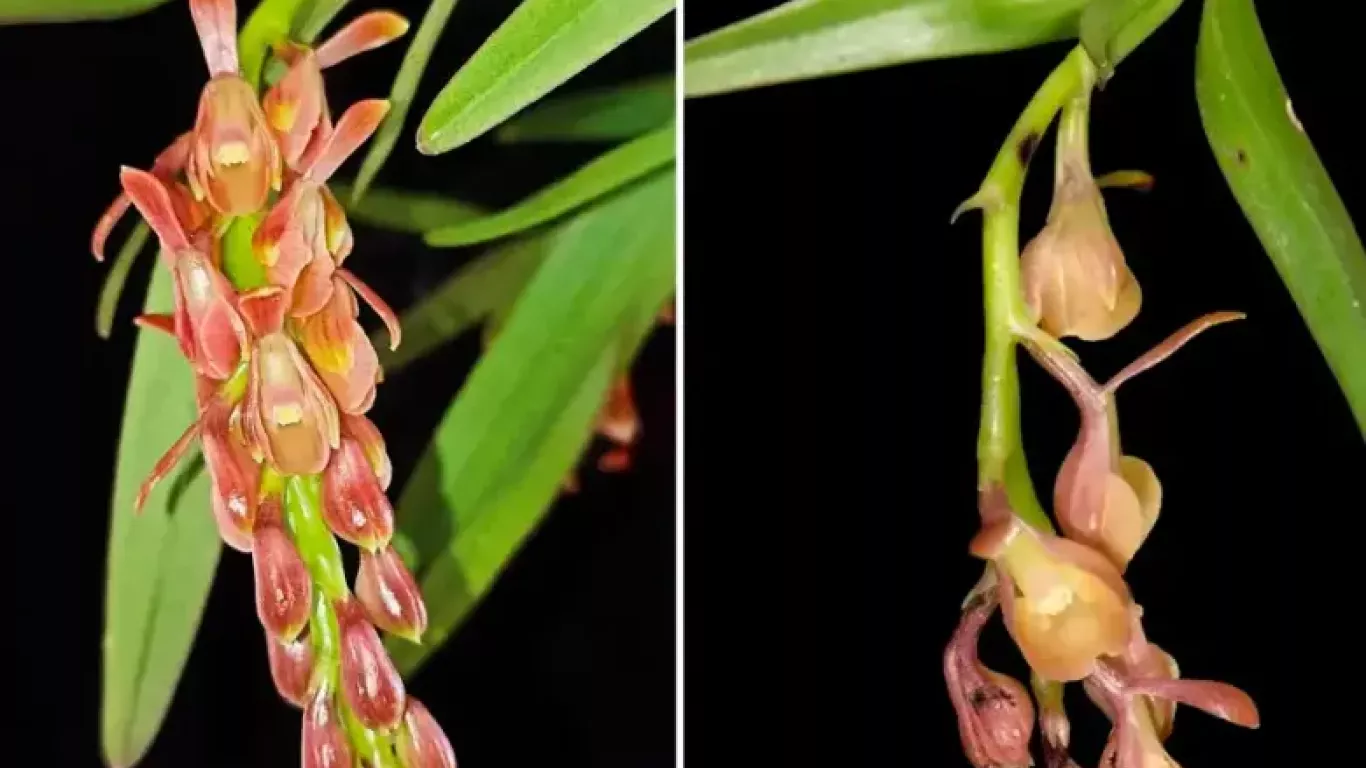 Epidendrum rasmussenii