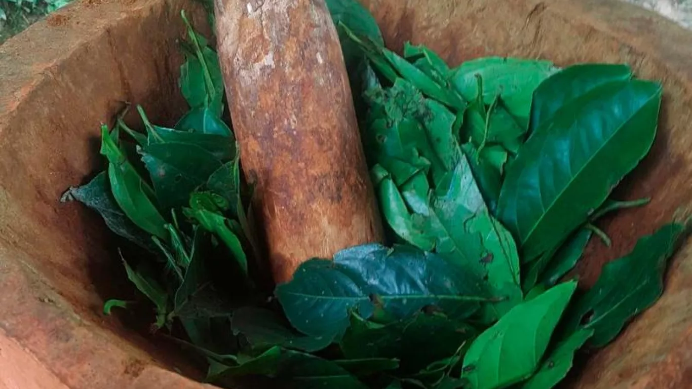 Preparación del Yagé