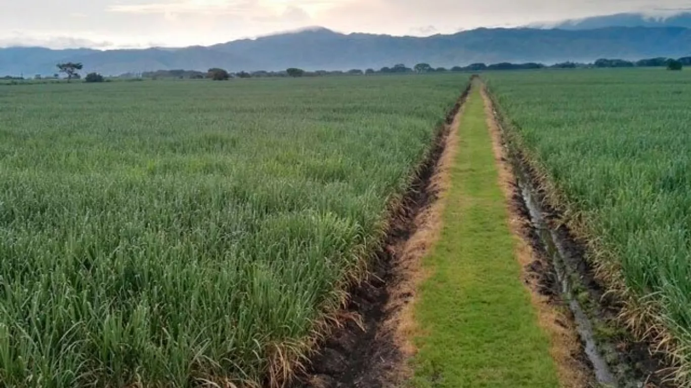 Cultivos de caña en el Valle del Cauca