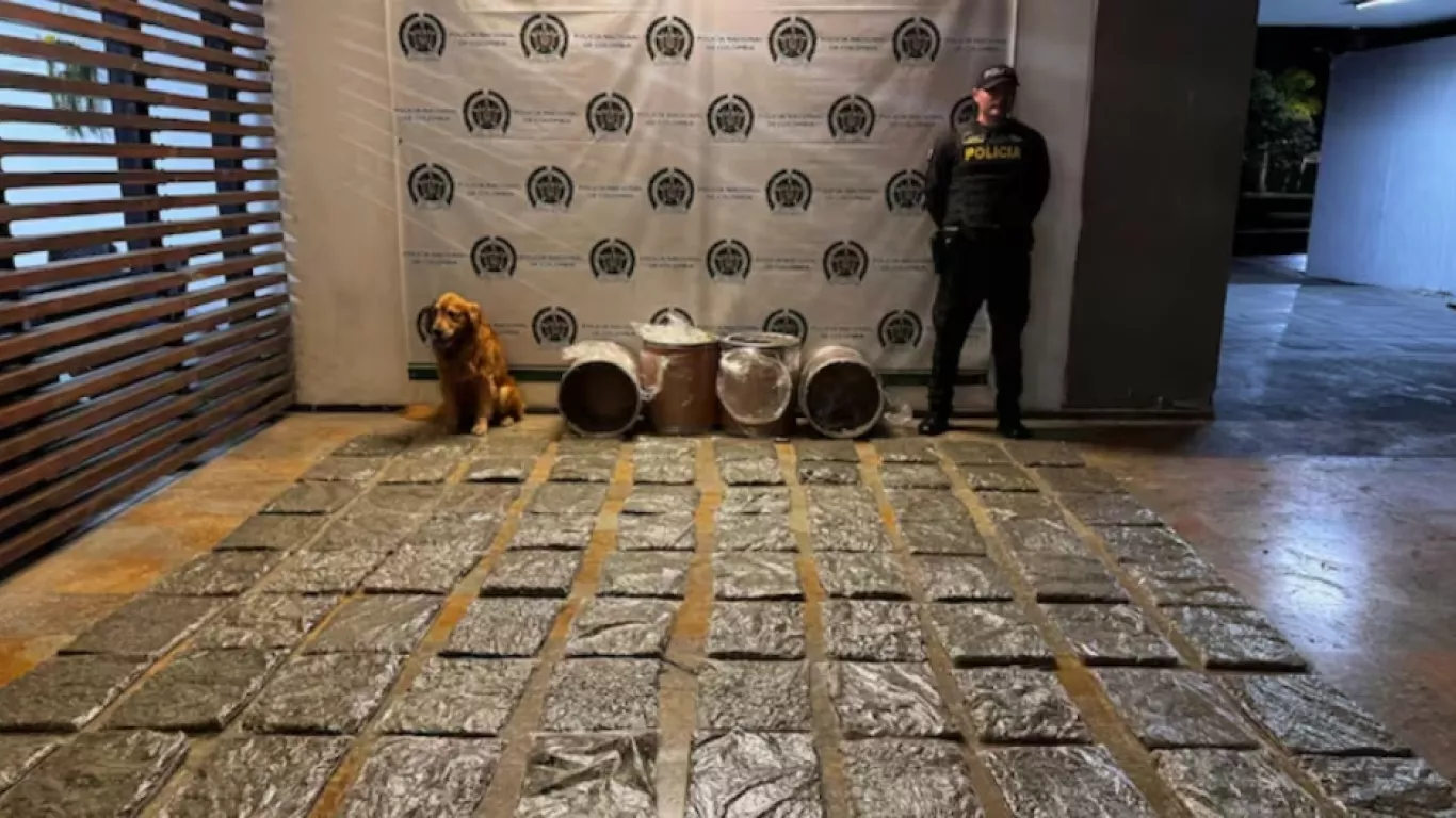 incautan 42 kilos de marihuana en cali