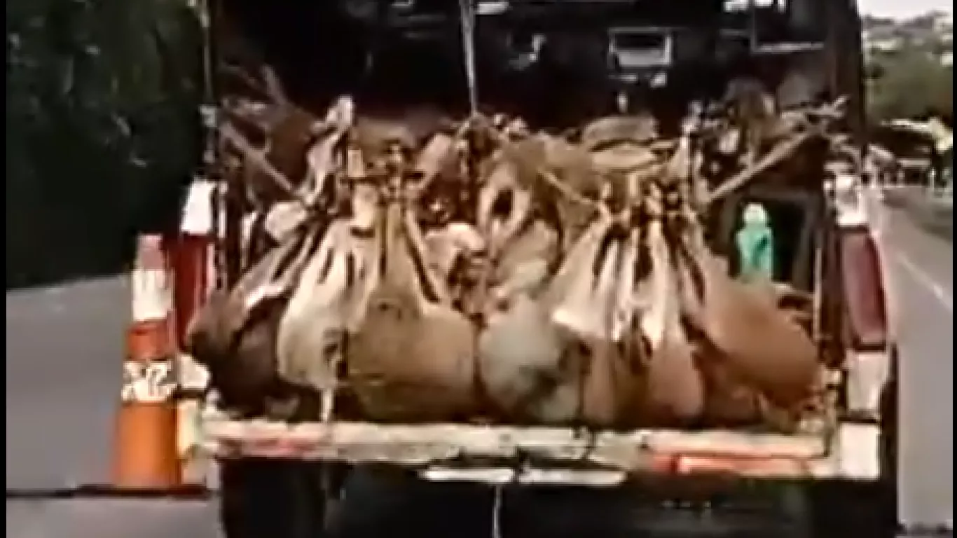 Chivos transportados en pésimas condiciones en La Guajira