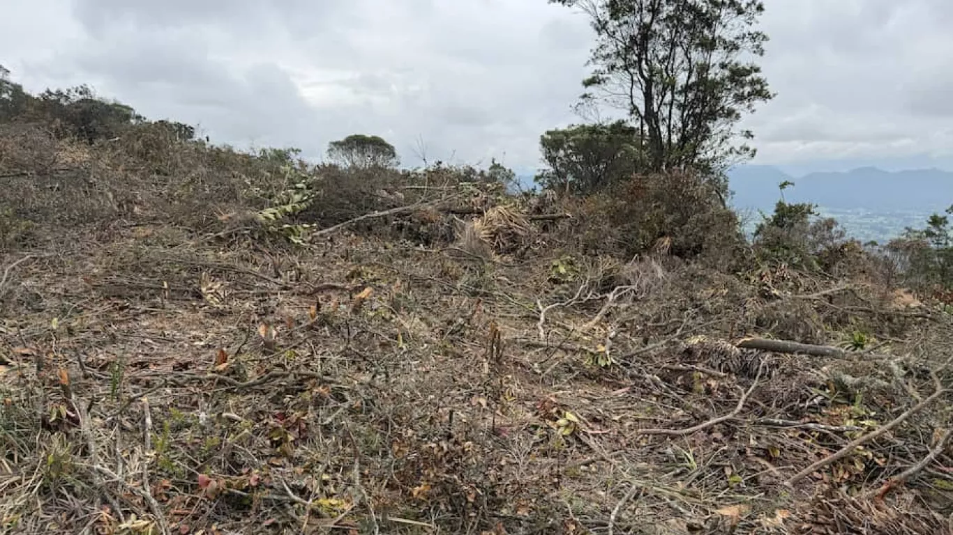 deforestacion de frailejones y arboles nativos en tenjo