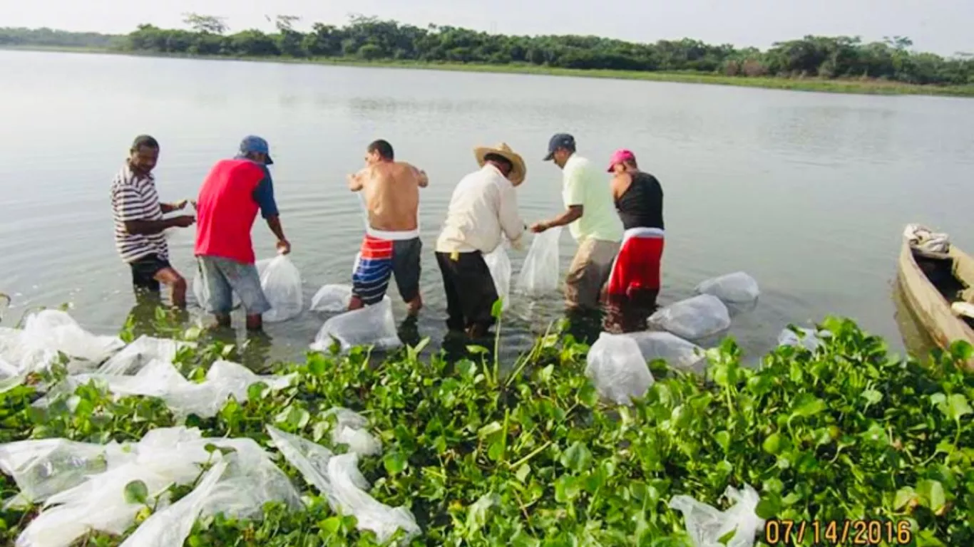 La Aunap lideró en Tenerife una jornada de repoblamiento con la siembra de 500.000 alevinos de bocachico