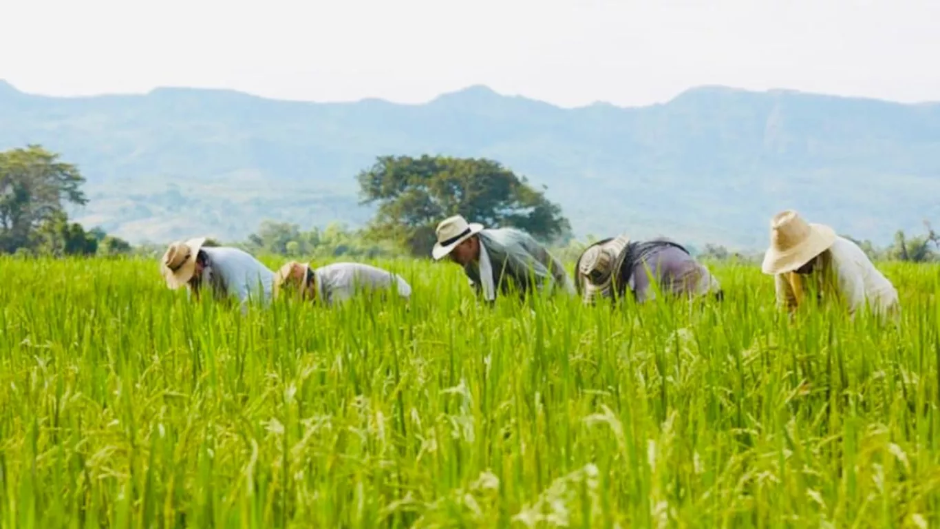 Productores de arroz escuchan a funcionarios del Banco Agrario y Finagro en una jornada de alivios financieros