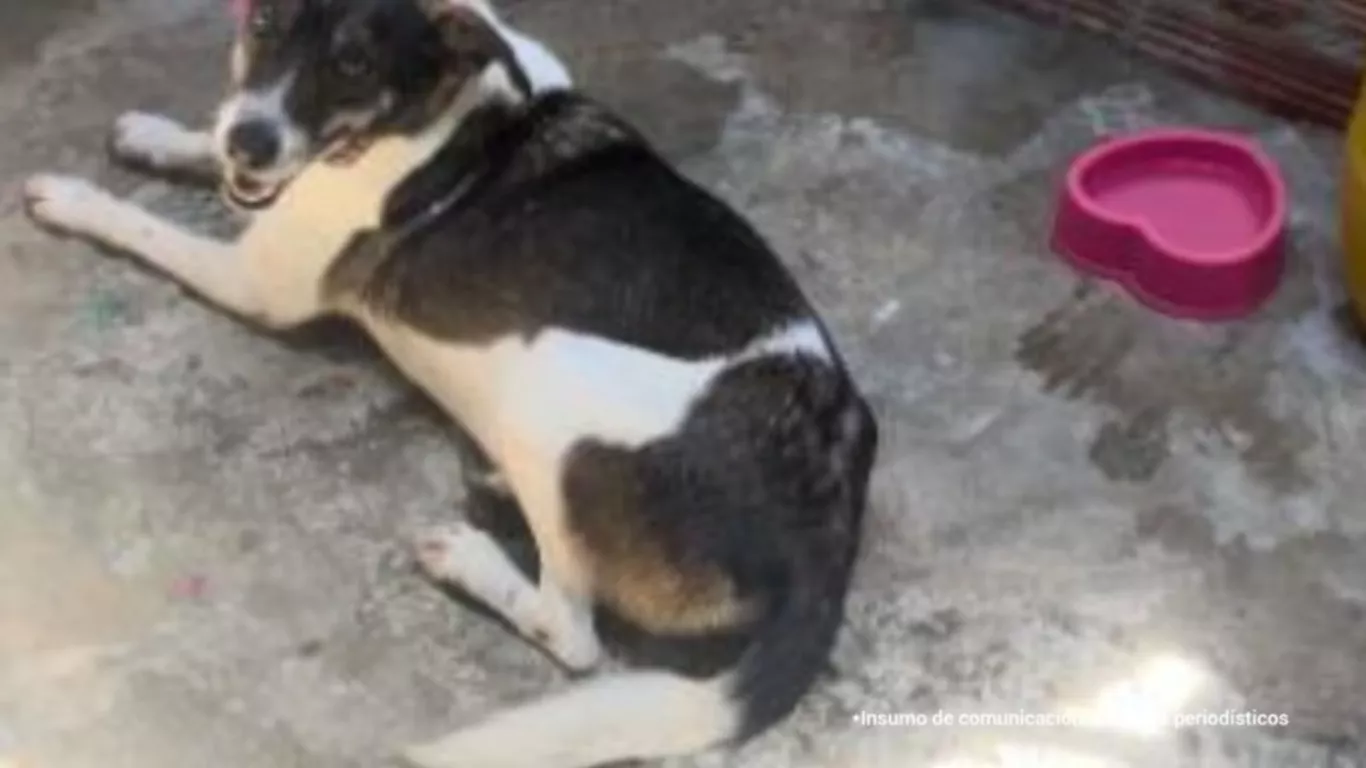 maltrato a perra en ibague