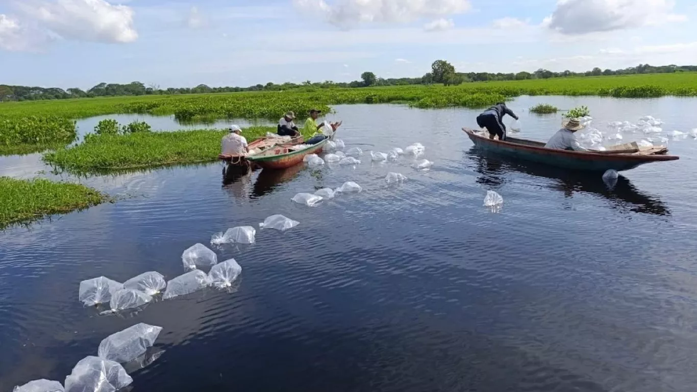 siembras de especies nativas en humedales y acuiferos