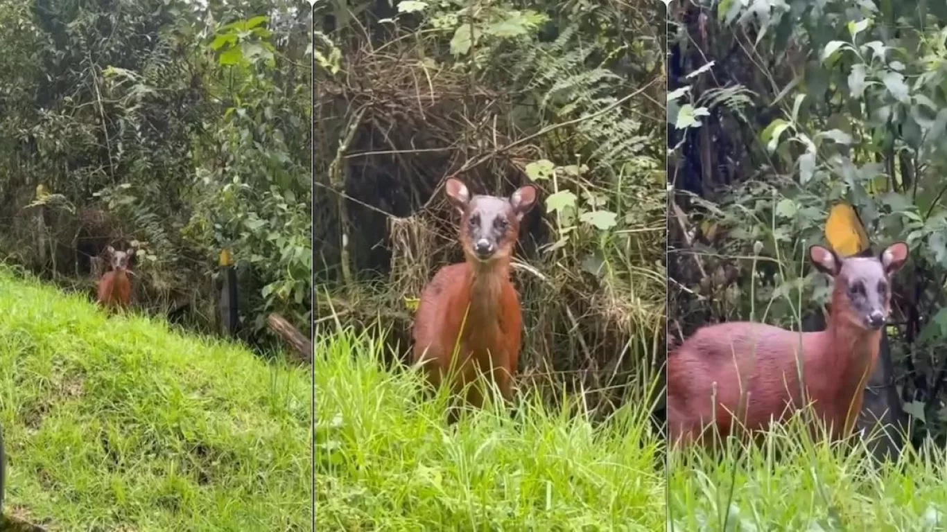 Venado rojo