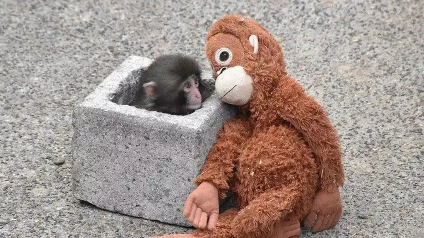 El pequeño mono Punch junto a su fiel compañero. Foto @SuperViiral