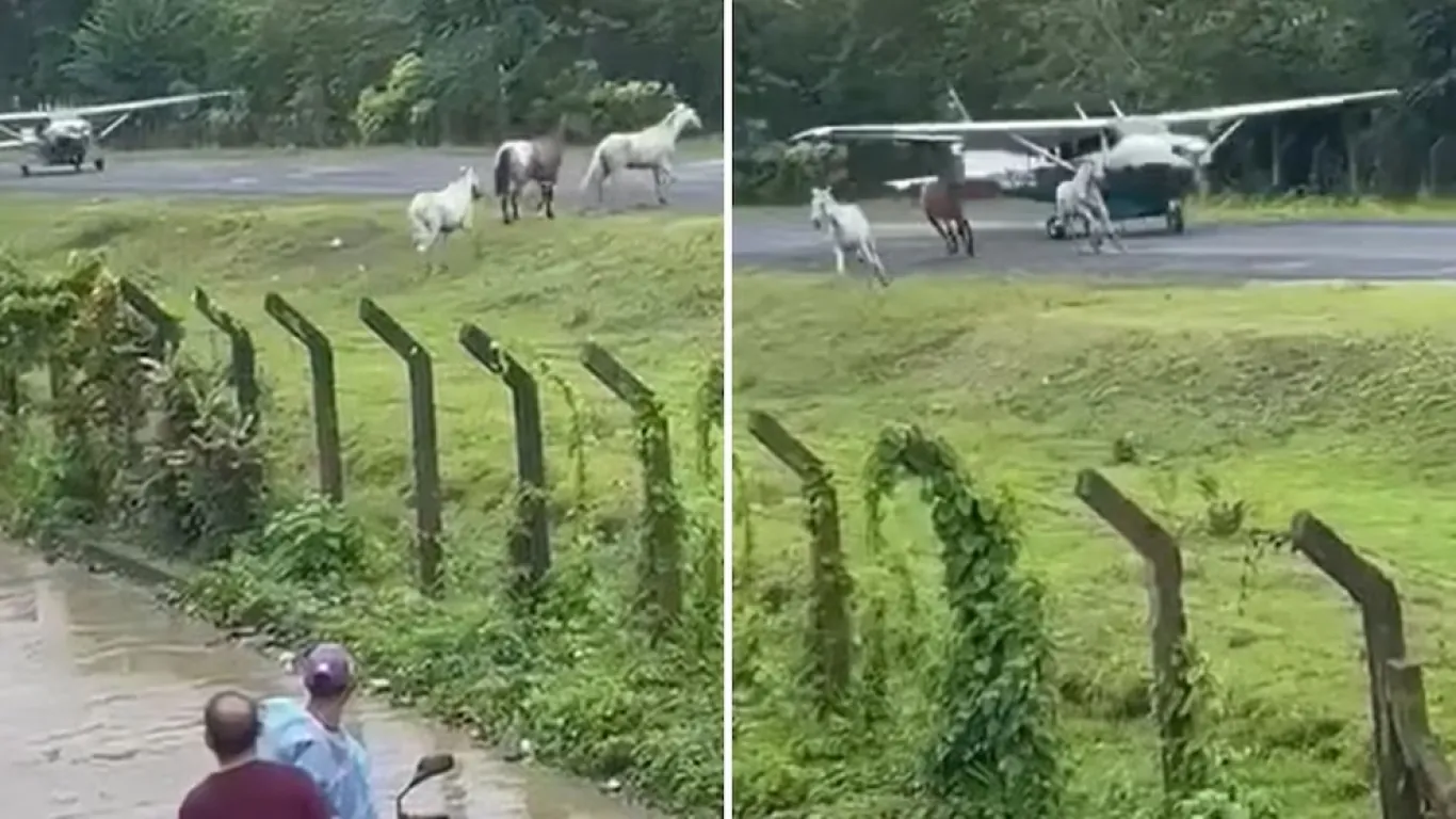 caballos en aeropuerto de chocó
