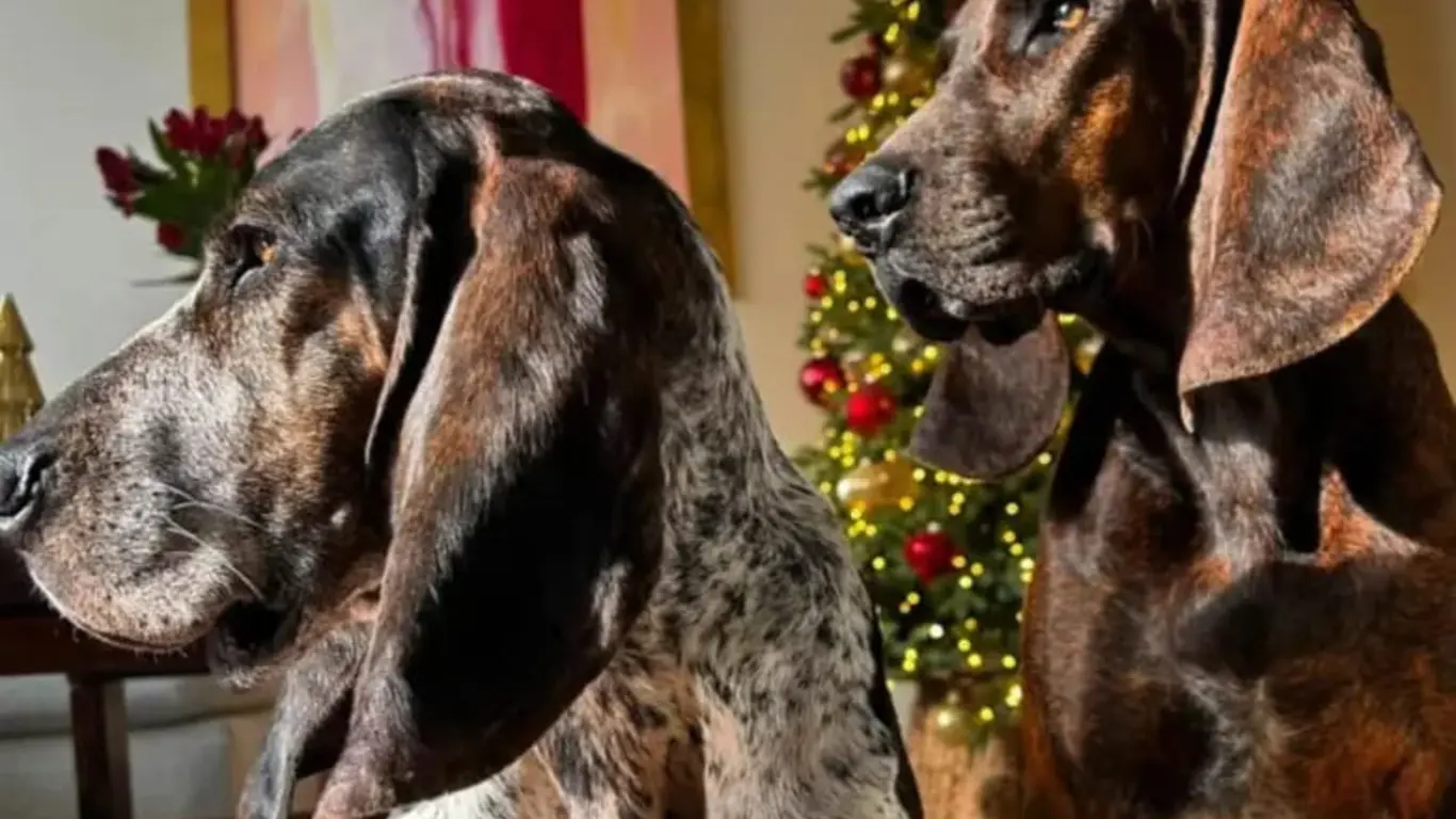 Sabueso Fino Colombiano