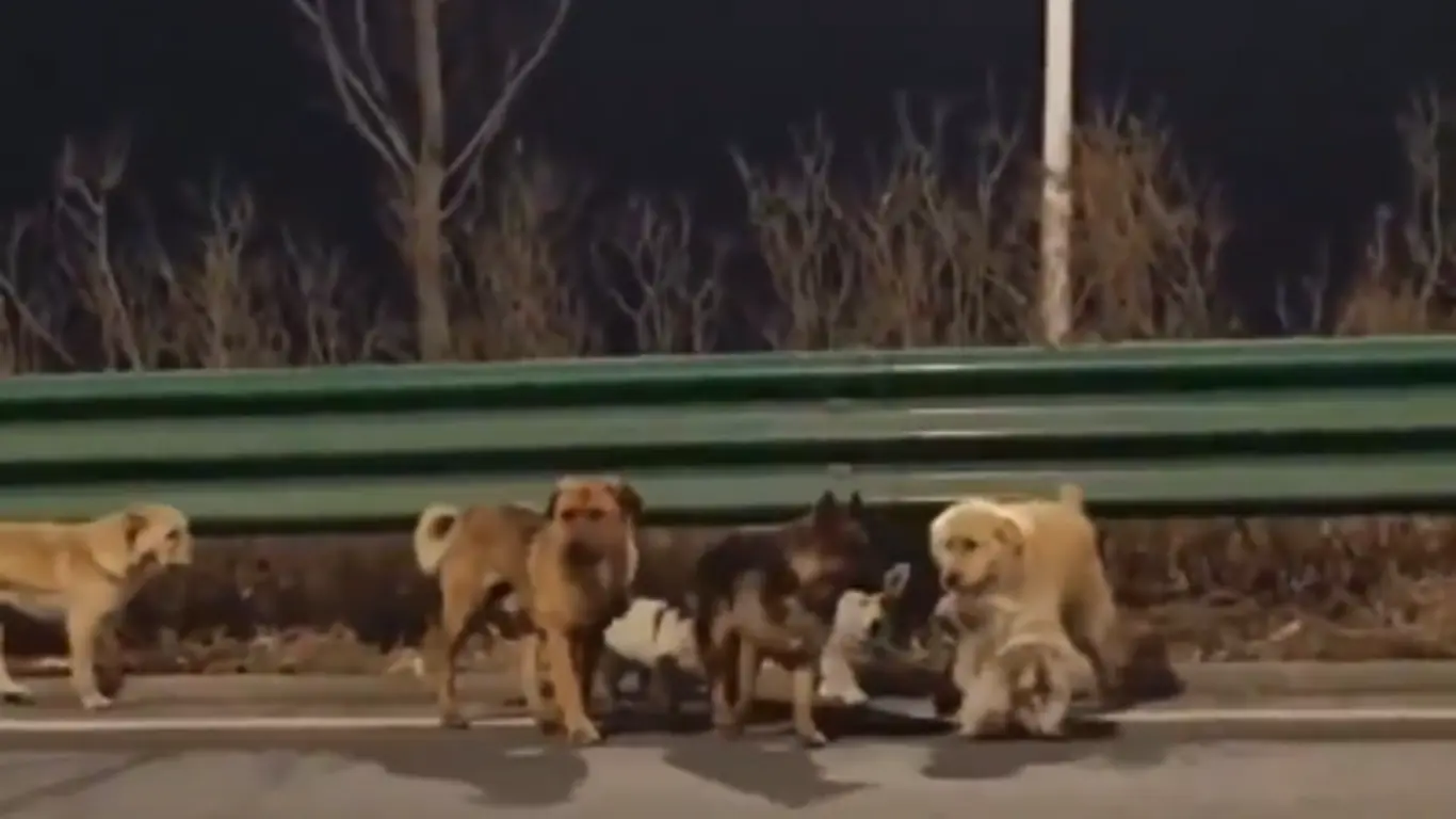 Siete perros robados en el noreste de China logró escapar de una red de tráfico ilegal 