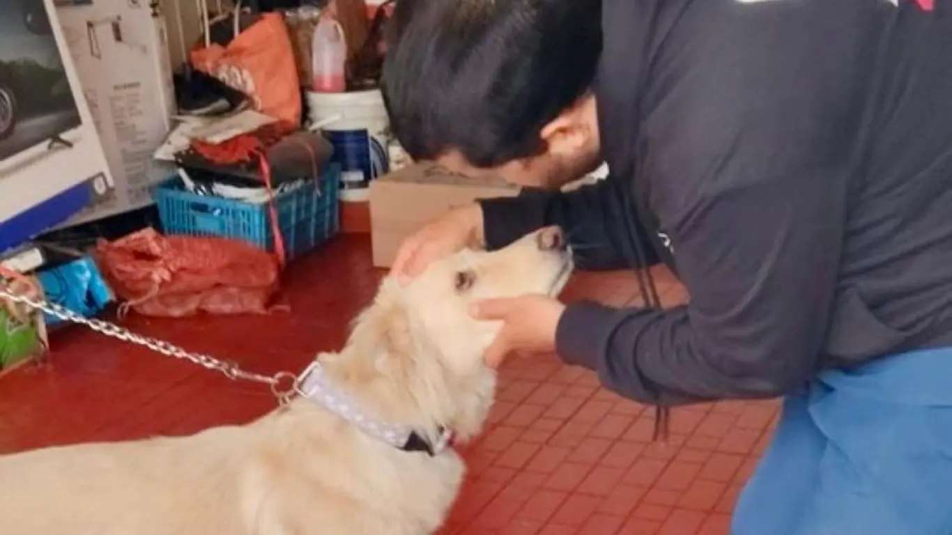 El estado de salud del perro es evaluado por profesionales veterinarios