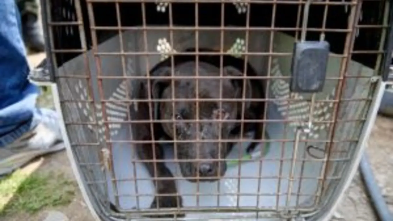 Este fue uno de los perros rescatados en la contienda clandestina realizada en una finca en La Calera (Cundinamarca)