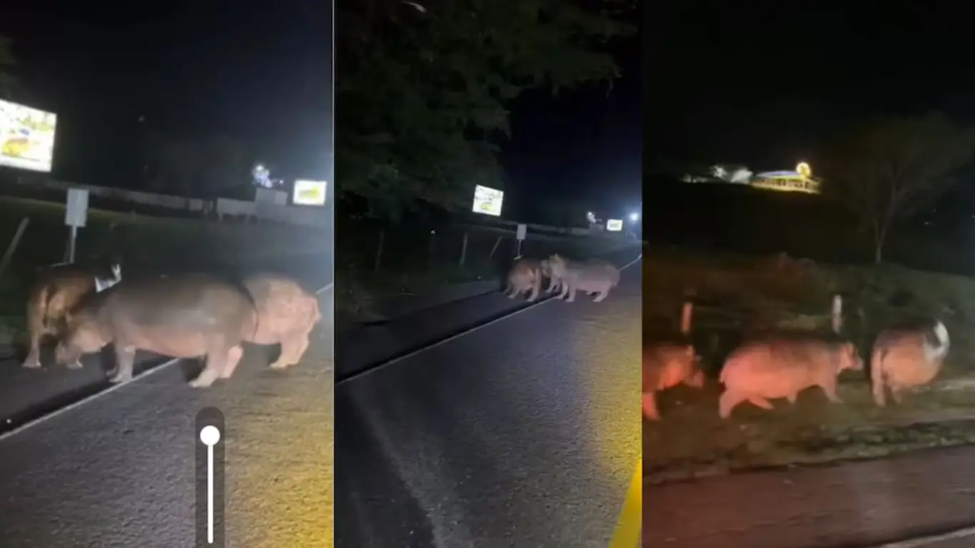 Hipopótamos en La Dorada, Caldas