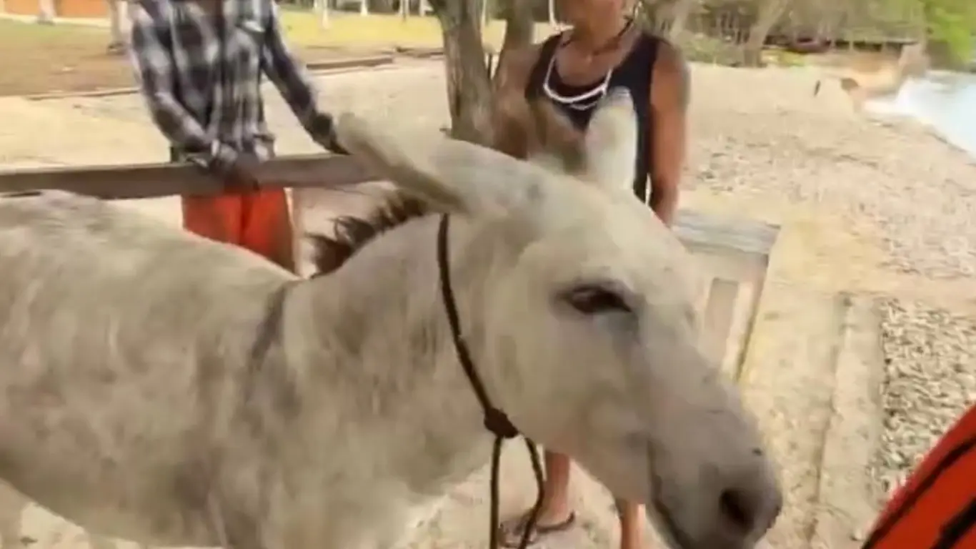 burro amarrado en cartagena