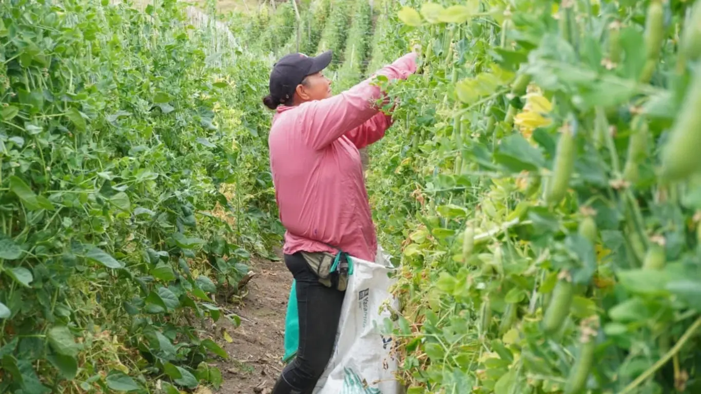 Protección para la Producción de Alimentos (APPA)