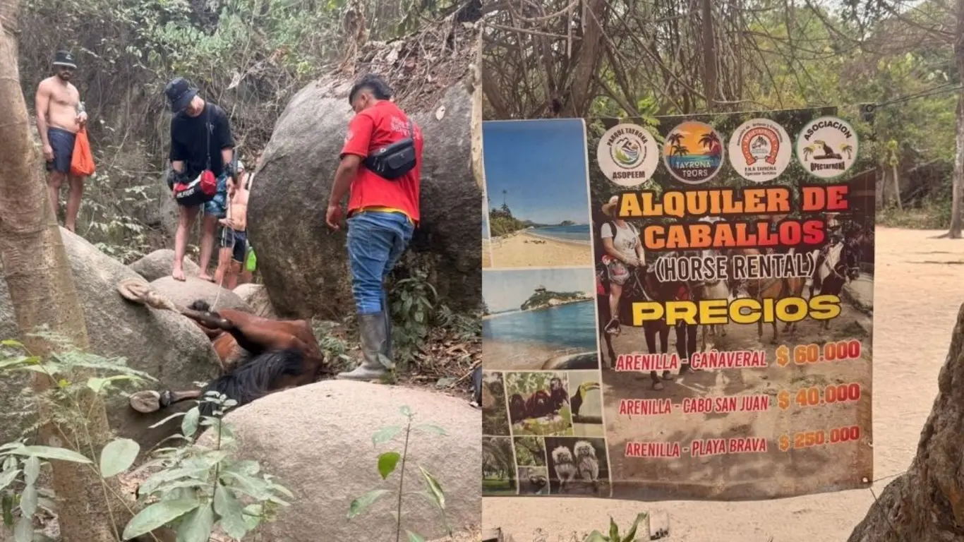 Denuncian maltrato animal en Parque Tayrona