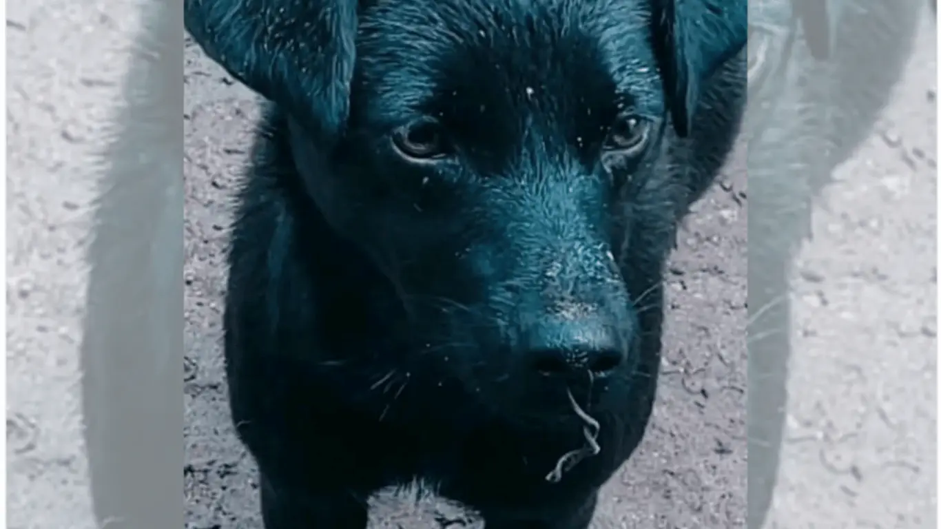 denuncia de maltrato animal en boyacá 310526