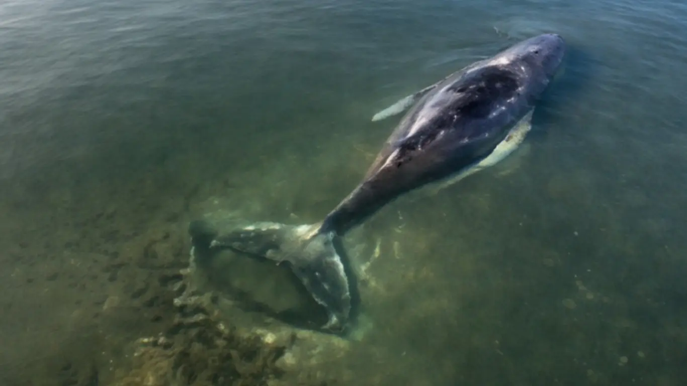 Timmy ballena