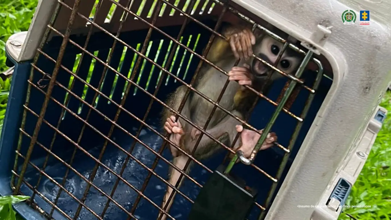 Monos, tucanes, zorros, pavas, chiquitos, loras, entre otras especies, fueron encontradas en su poder