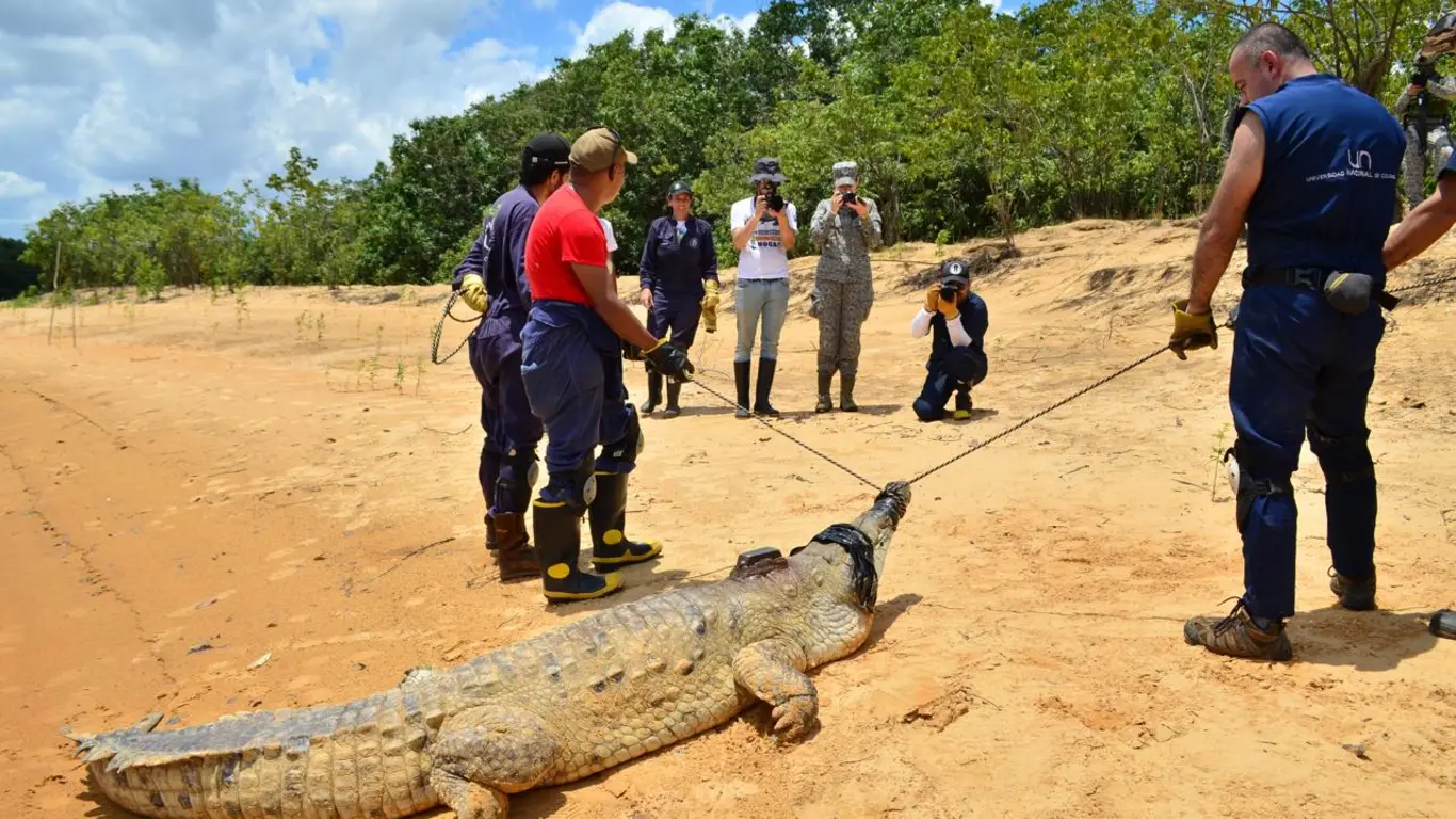 Caiman Meta