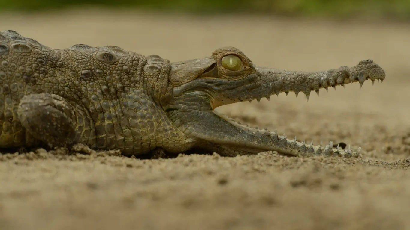 caiman llanero