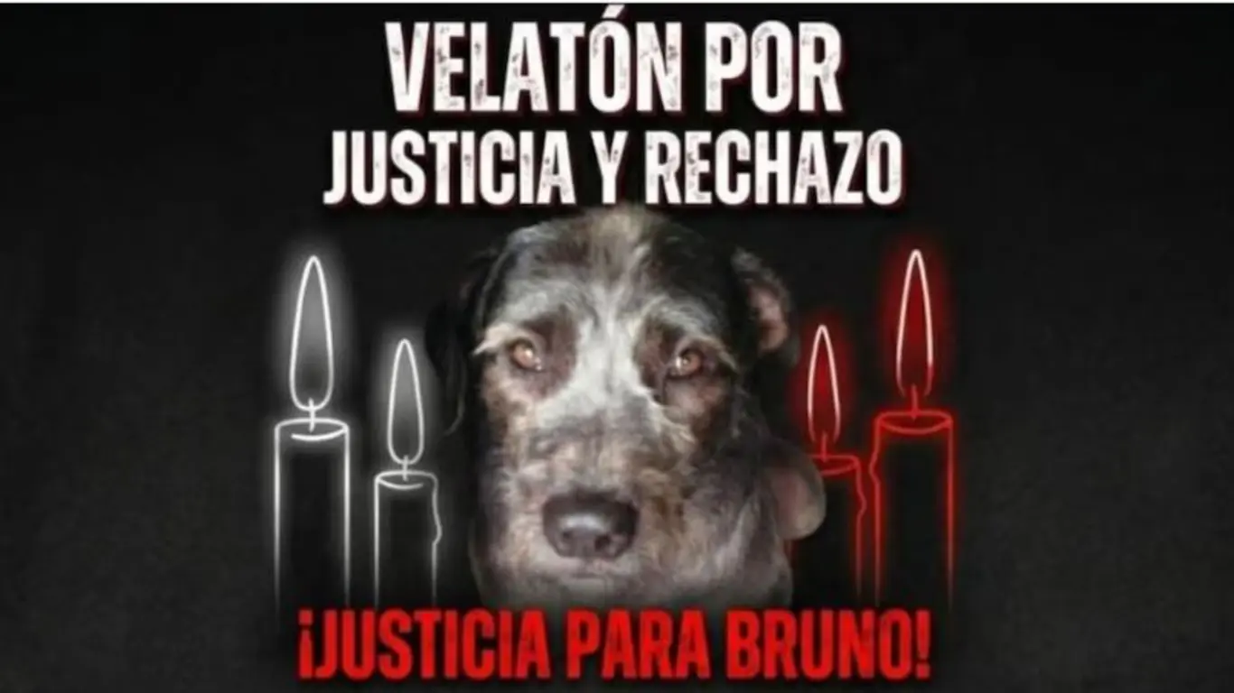 bruno perro