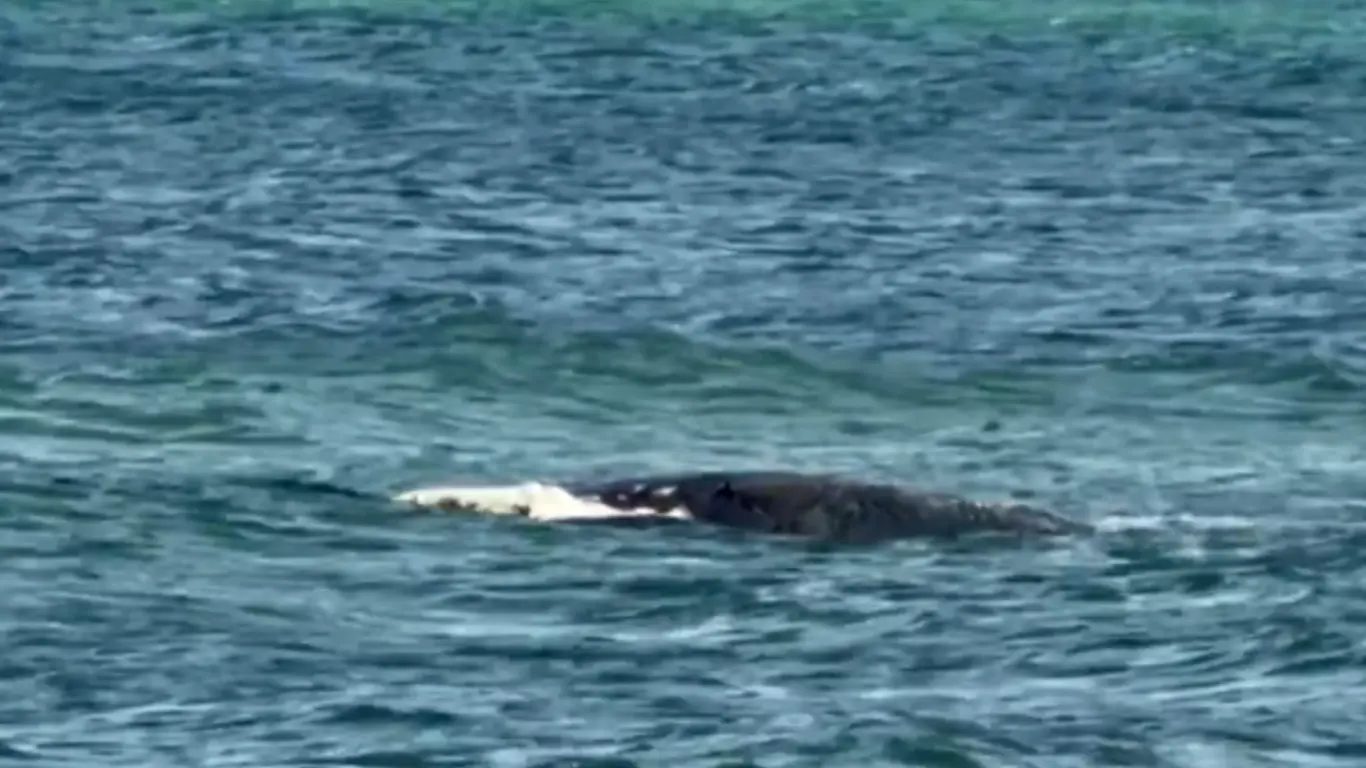 timmy la ballena