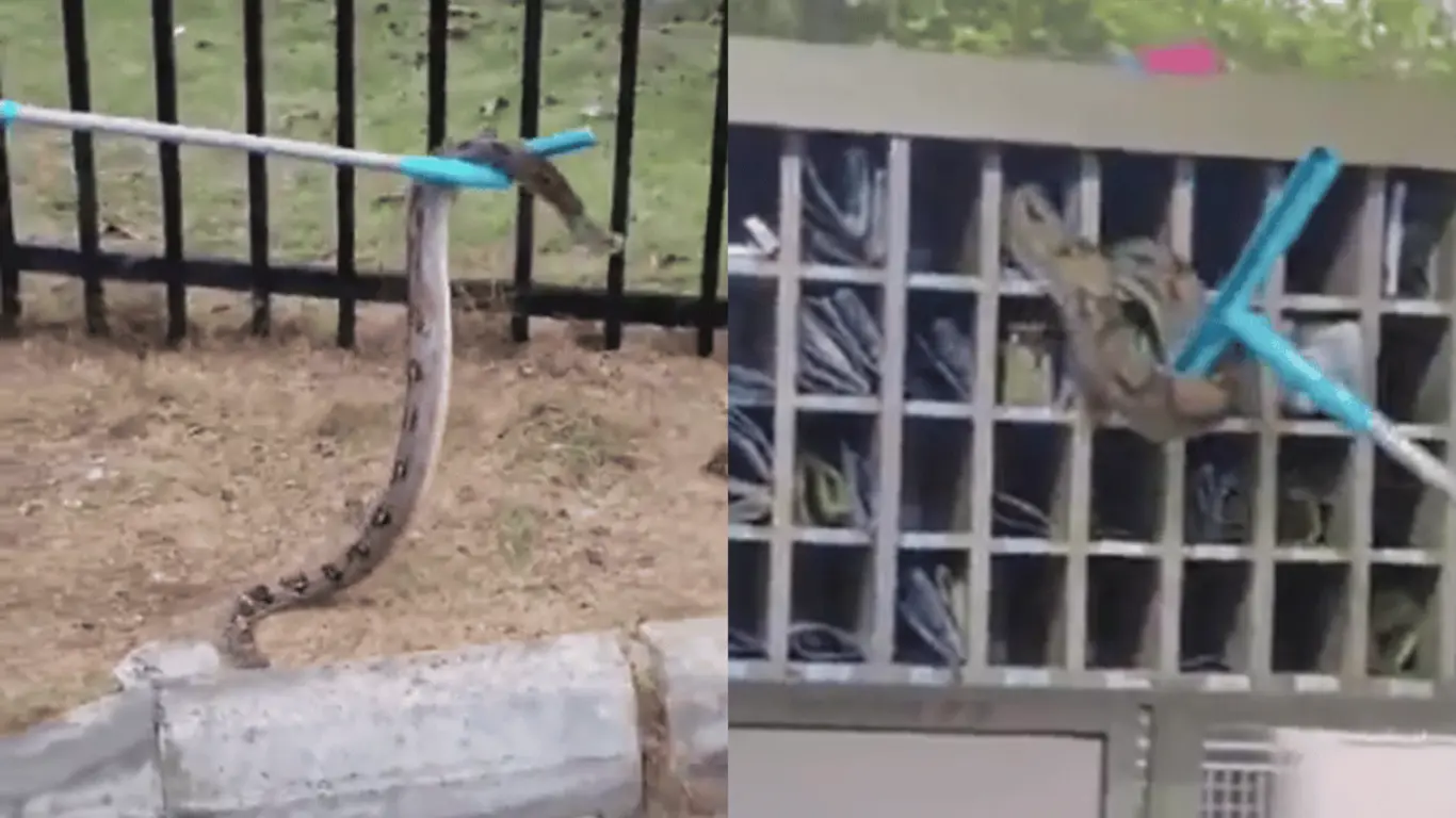 Hallan una boa en conjunto residencial de Barranquilla