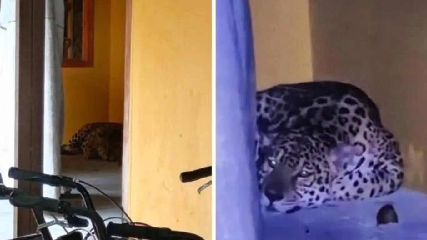jaguar en universidad nacional sede amazonía