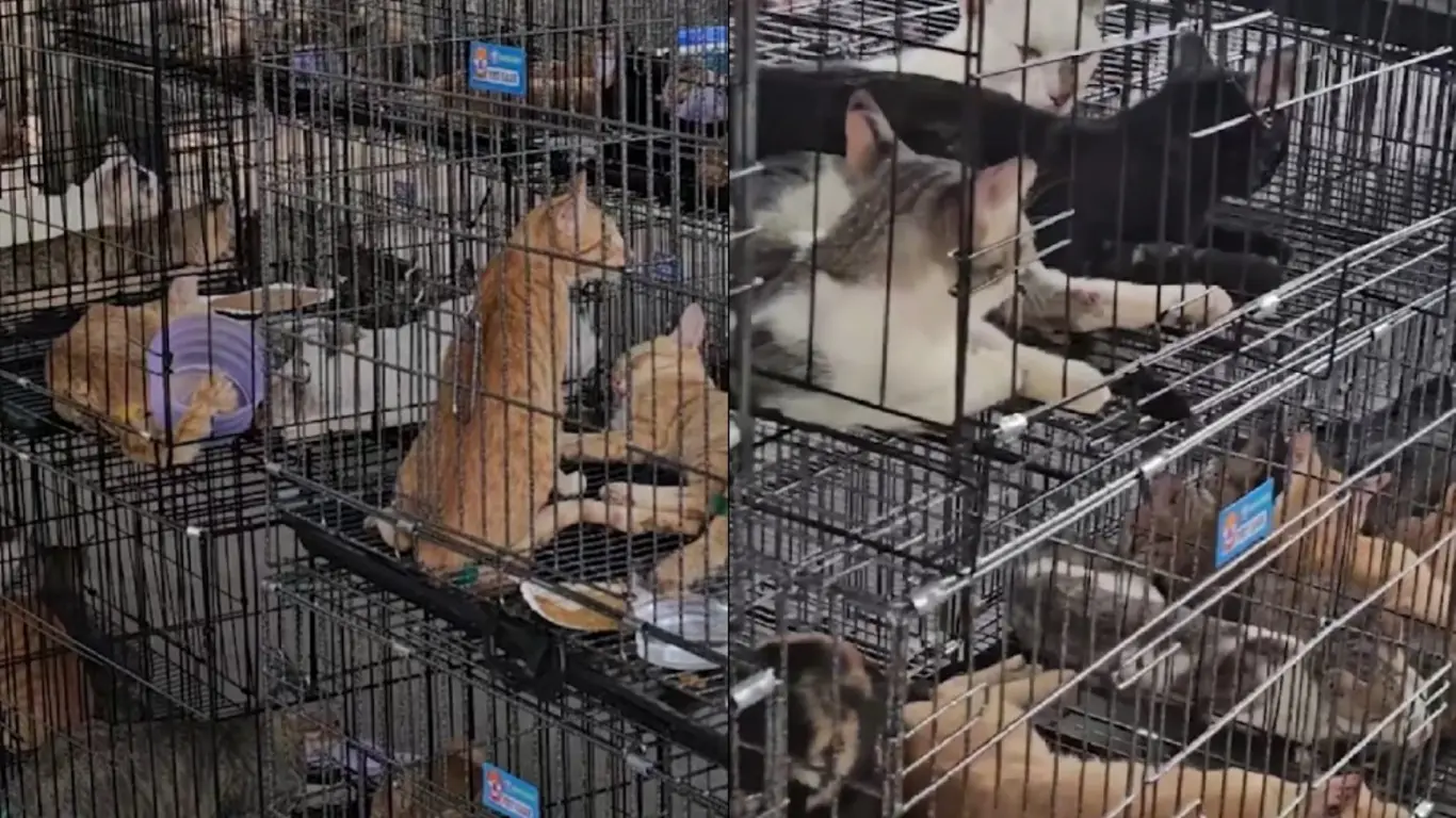 Gatos Vietnam