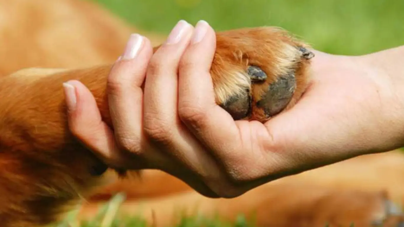 Protección animal